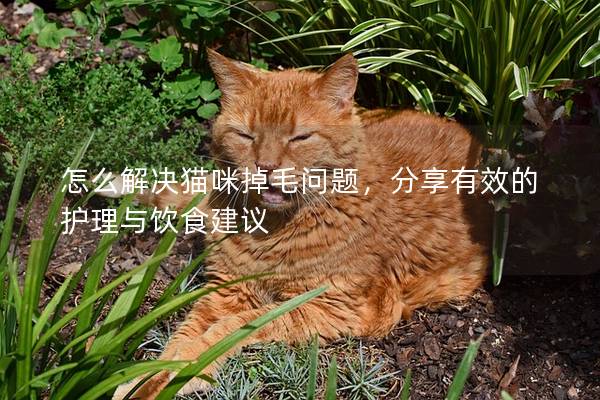 怎么解决猫咪掉毛问题，分享有效的护理与饮食建议