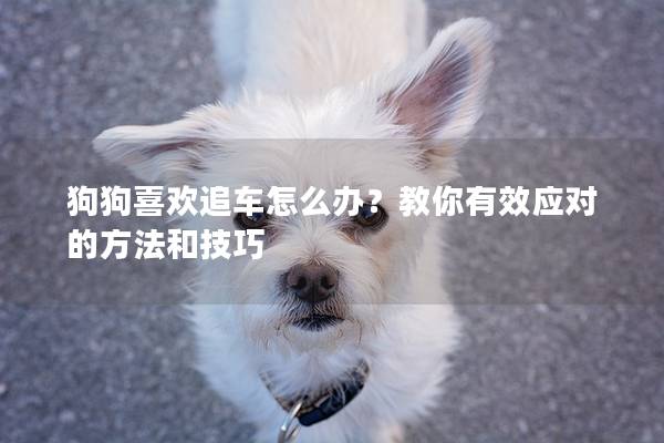 狗狗喜欢追车怎么办？教你有效应对的方法和技巧