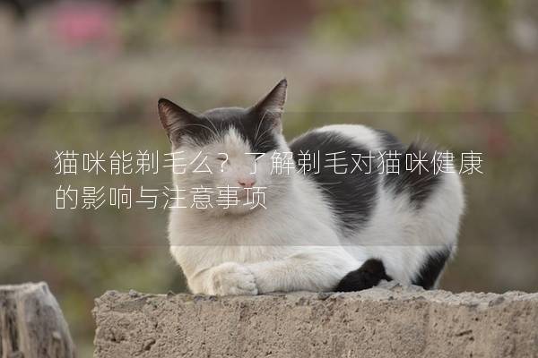 猫咪能剃毛么？了解剃毛对猫咪健康的影响与注意事项