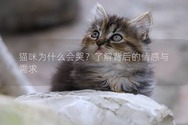 猫咪为什么会哭？了解背后的情感与需求