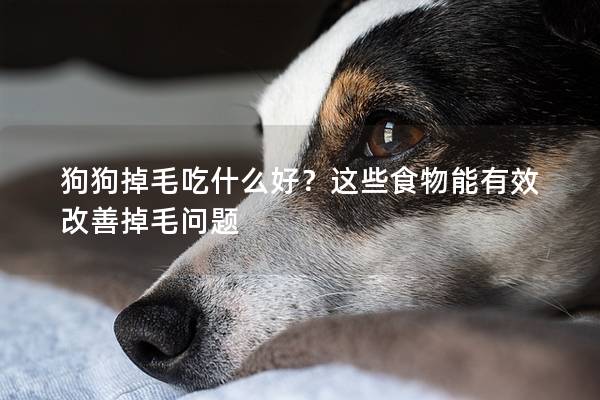 狗狗掉毛吃什么好？这些食物能有效改善掉毛问题