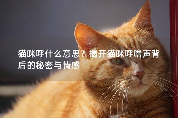 猫咪呼什么意思？揭开猫咪呼噜声背后的秘密与情感