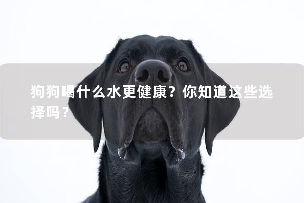 狗狗喝什么水更健康？你知道这些选择吗？