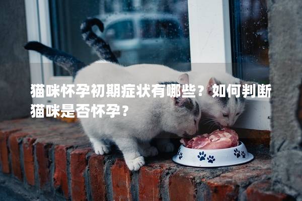 猫咪怀孕初期症状有哪些？如何判断猫咪是否怀孕？