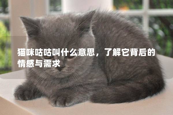 猫咪咕咕叫什么意思，了解它背后的情感与需求