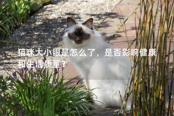 猫咪大小眼是怎么了，是否影响健康和生活质量？