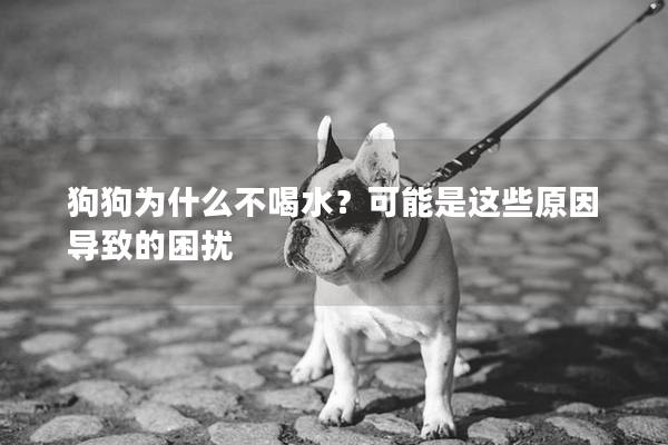 狗狗为什么不喝水？可能是这些原因导致的困扰