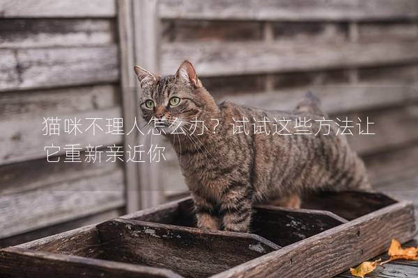 猫咪不理人怎么办？试试这些方法让它重新亲近你