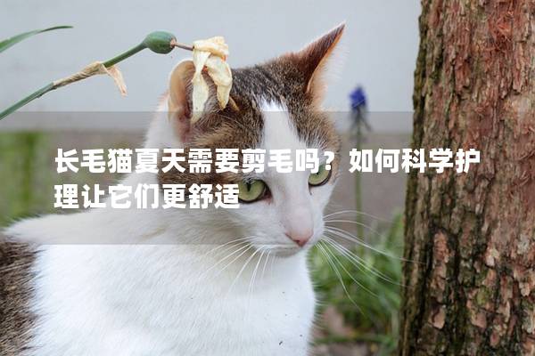 长毛猫夏天需要剪毛吗？如何科学护理让它们更舒适