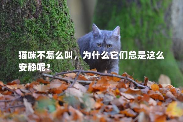 猫咪不怎么叫，为什么它们总是这么安静呢？