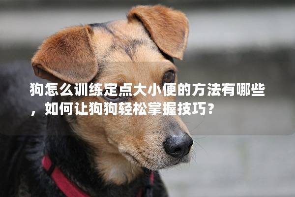 狗怎么训练定点大小便的方法有哪些，如何让狗狗轻松掌握技巧？