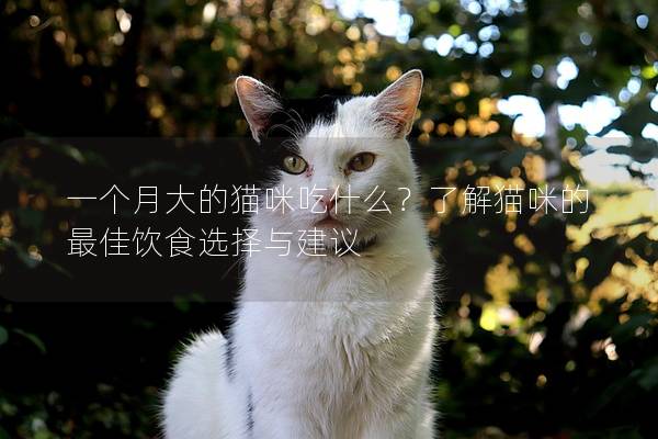 一个月大的猫咪吃什么？了解猫咪的最佳饮食选择与建议