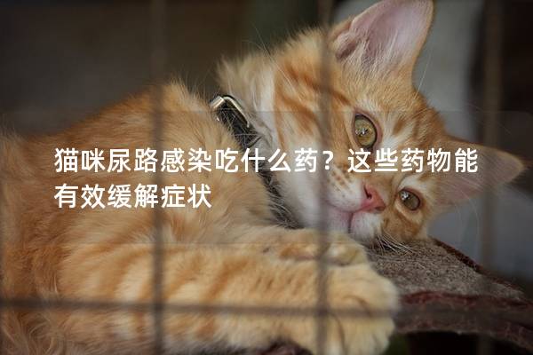 猫咪尿路感染吃什么药？这些药物能有效缓解症状