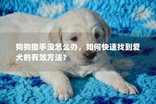 狗狗撒手没怎么办，如何快速找到爱犬的有效方法？