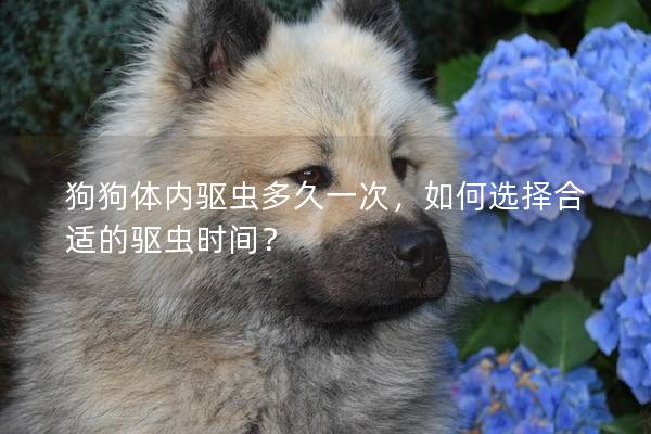 狗狗体内驱虫多久一次，如何选择合适的驱虫时间？