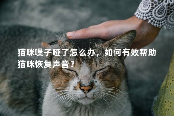 猫咪嗓子哑了怎么办，如何有效帮助猫咪恢复声音？