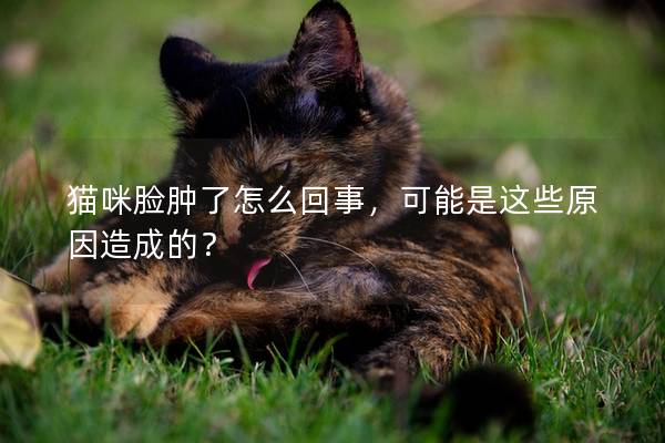 猫咪脸肿了怎么回事，可能是这些原因造成的？