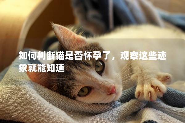 如何判断猫是否怀孕了，观察这些迹象就能知道