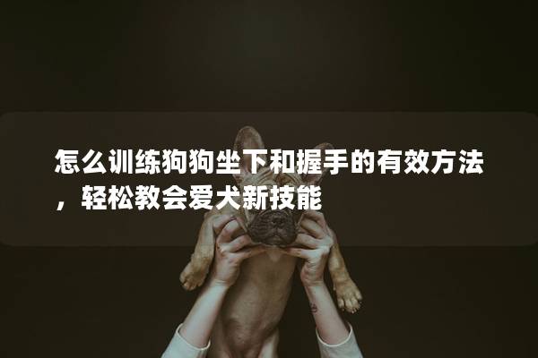 怎么训练狗狗坐下和握手的有效方法，轻松教会爱犬新技能