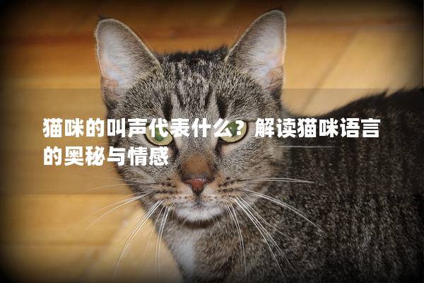 猫咪的叫声代表什么？解读猫咪语言的奥秘与情感