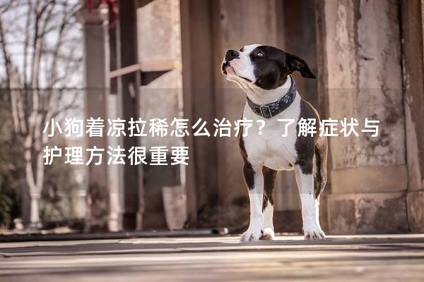 小狗着凉拉稀怎么治疗？了解症状与护理方法很重要