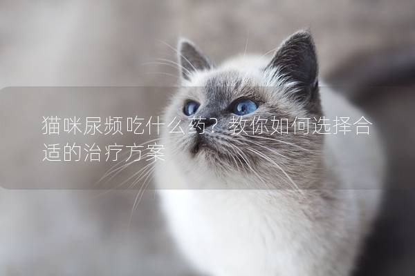 猫咪尿频吃什么药？教你如何选择合适的治疗方案