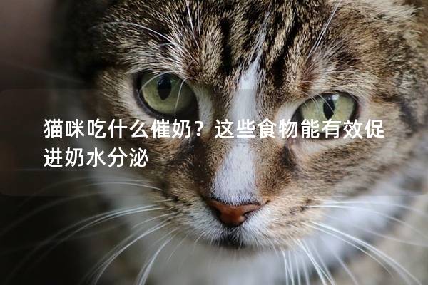 猫咪吃什么催奶？这些食物能有效促进奶水分泌