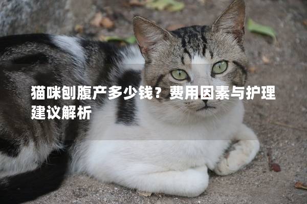 猫咪刨腹产多少钱？费用因素与护理建议解析