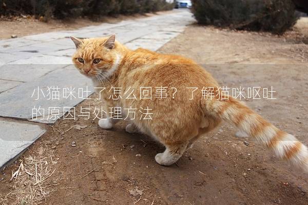 小猫咪吐了怎么回事？了解猫咪呕吐的原因与处理方法