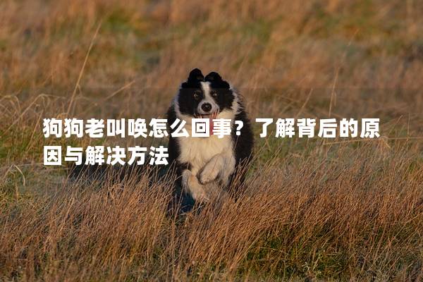 狗狗老叫唤怎么回事？了解背后的原因与解决方法