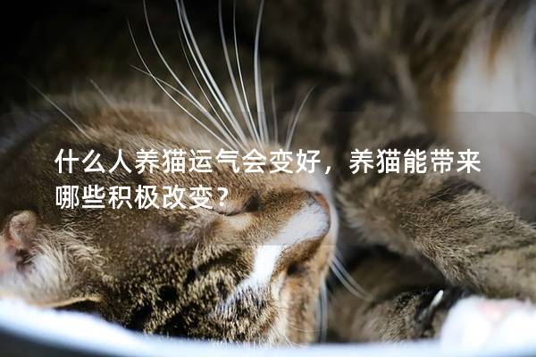 什么人养猫运气会变好，养猫能带来哪些积极改变？