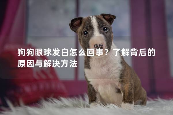 狗狗眼球发白怎么回事？了解背后的原因与解决方法