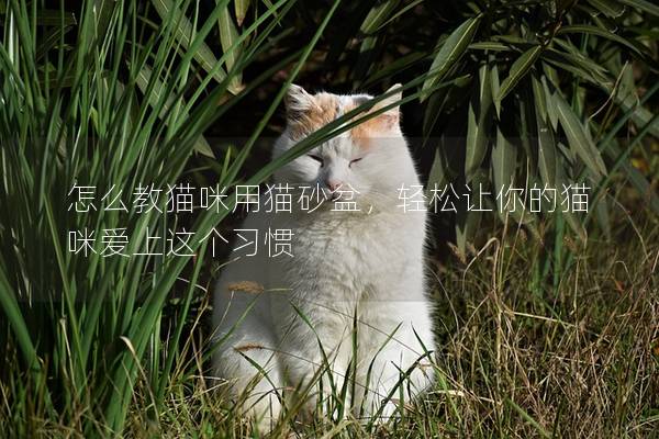 怎么教猫咪用猫砂盆，轻松让你的猫咪爱上这个习惯