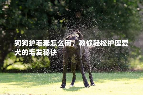 狗狗护毛素怎么用，教你轻松护理爱犬的毛发秘诀