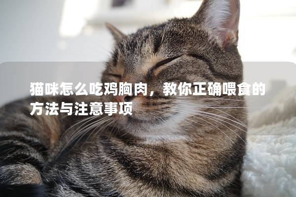 猫咪怎么吃鸡胸肉，教你正确喂食的方法与注意事项