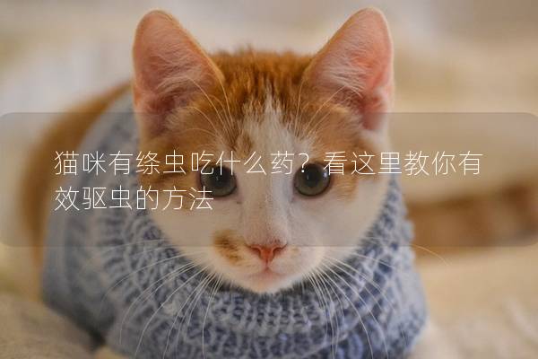 猫咪有绦虫吃什么药？看这里教你有效驱虫的方法