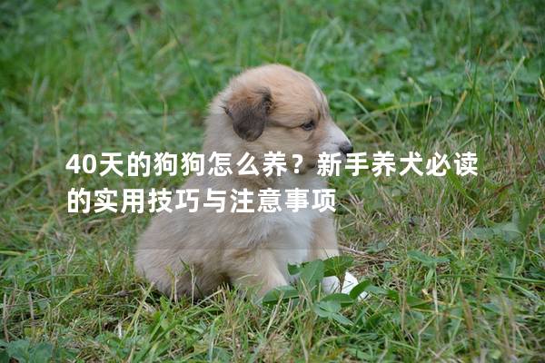 40天的狗狗怎么养？新手养犬必读的实用技巧与注意事项