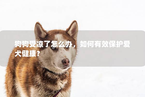 狗狗受凉了怎么办，如何有效保护爱犬健康？