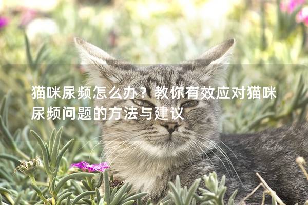 猫咪尿频怎么办？教你有效应对猫咪尿频问题的方法与建议