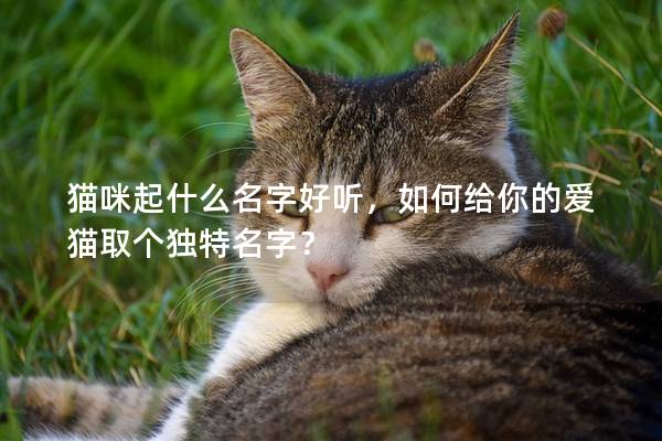 猫咪起什么名字好听，如何给你的爱猫取个独特名字？