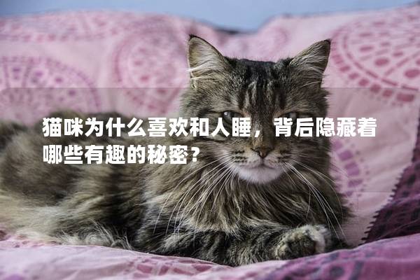 猫咪为什么喜欢和人睡，背后隐藏着哪些有趣的秘密？