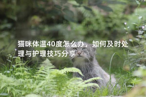 猫咪体温40度怎么办，如何及时处理与护理技巧分享