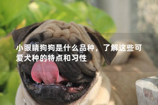 小眼睛狗狗是什么品种，了解这些可爱犬种的特点和习性