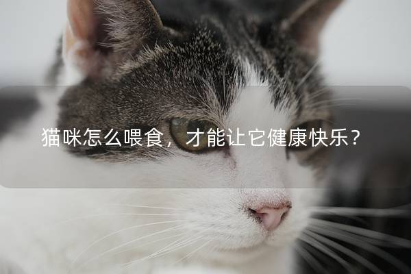 猫咪怎么喂食，才能让它健康快乐？