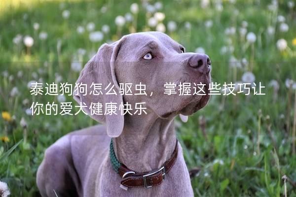 泰迪狗狗怎么驱虫，掌握这些技巧让你的爱犬健康快乐