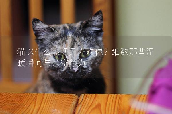 猫咪什么表现是喜欢你？细数那些温暖瞬间与亲密行为