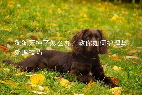 狗狗牙掉了怎么办？教你如何护理与处理技巧