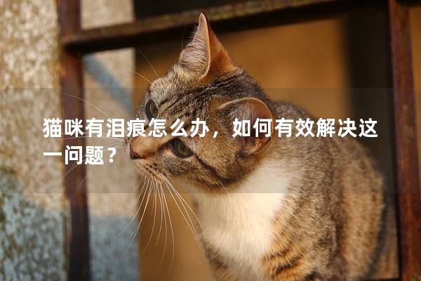 猫咪有泪痕怎么办，如何有效解决这一问题？