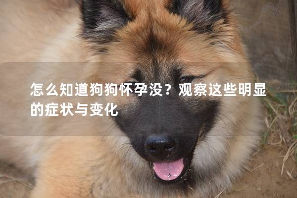 怎么知道狗狗怀孕没？观察这些明显的症状与变化