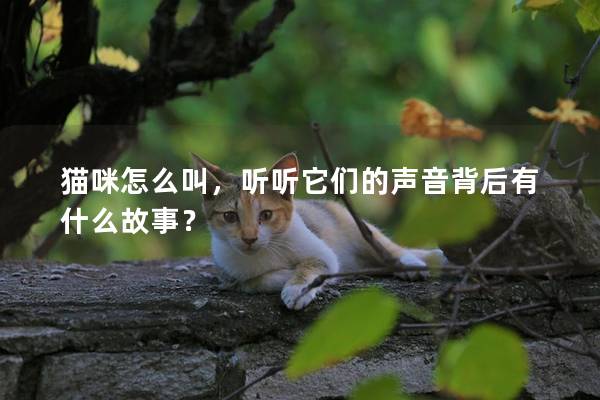 猫咪怎么叫，听听它们的声音背后有什么故事？